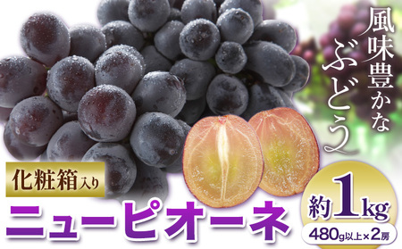 ニューピオーネ 約1kg 【配送不可地域あり】ピオーネ