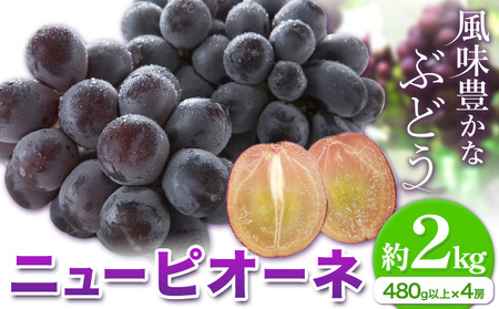 ニューピオーネ 約2kg 【配送不可地域あり】ピオーネ