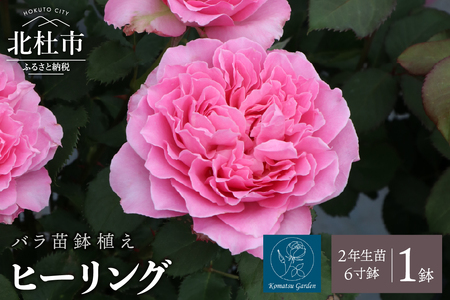 バラ苗鉢植え「ヒーリング」 [h190]