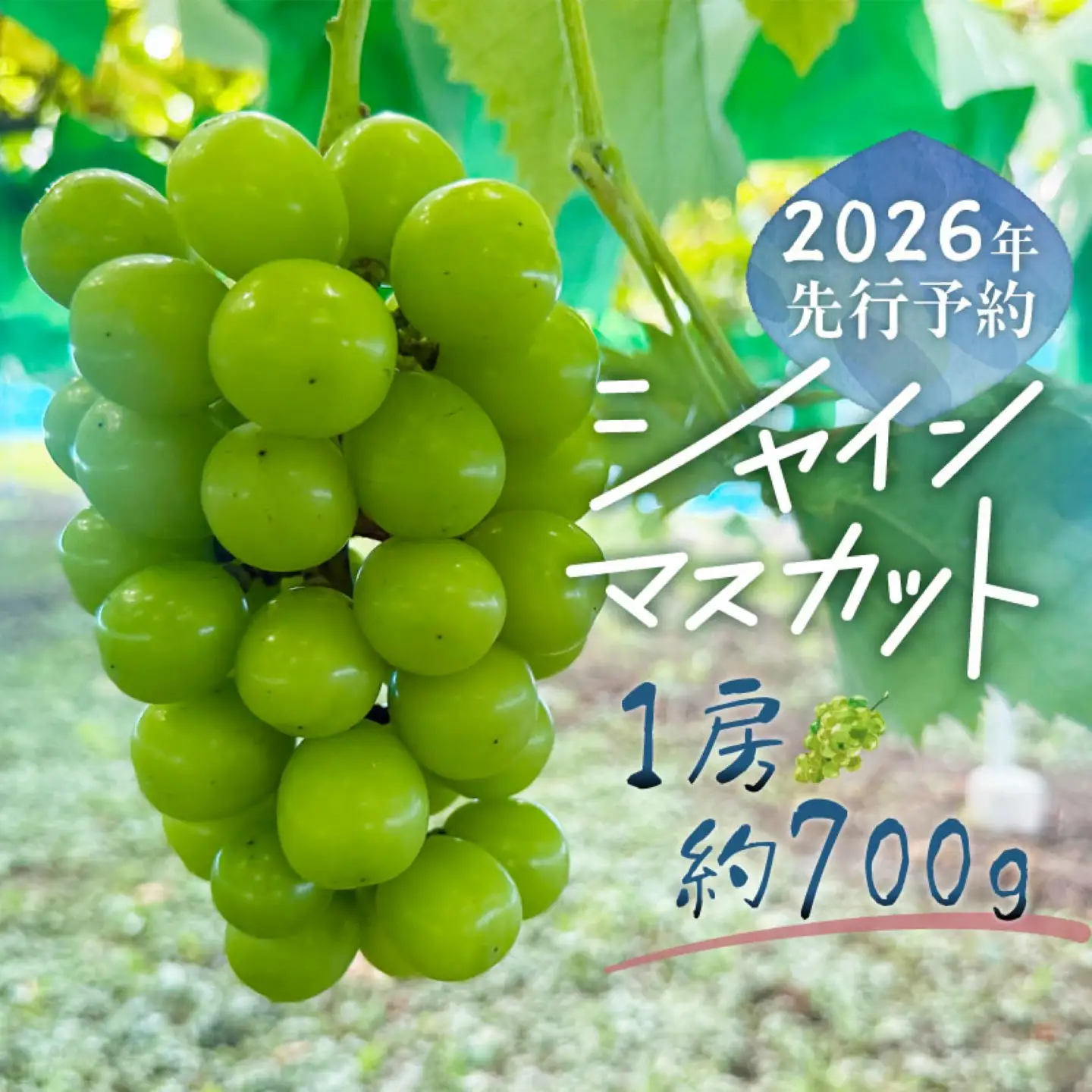 【2026年先行予約】シャインマスカット 1房（約700g）｜シャインマスカット フルーツ