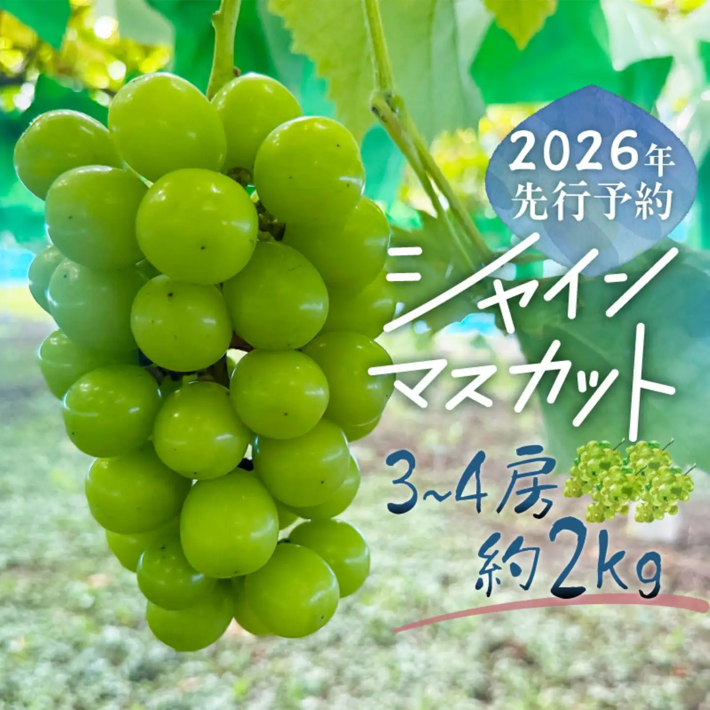 【2026年先行予約】シャインマスカット  3-4房　（約2.0kg）｜シャインマスカット フルーツ