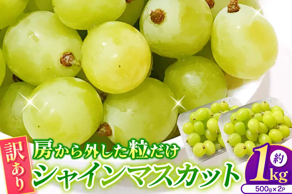 【26年9月～発送】【訳あり】 房から外した粒だけシャインマスカット1kg（500g×2パック） ぶどう フルーツ 果物 ブドウ 葡萄 グレープ くだもの 産地直送