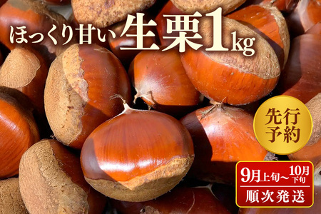 【 2026年 先行予約 】 生栗 1kg くり 栗 有機 肥料 栽培 国産 果物 くだもの 和栗 フルーツ 1キロ 9月 発送 秋 旬 品種 茨城県産 産地直送 産直 農家直送 冷蔵 茨城県 石岡市 (A04-008)