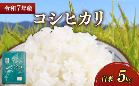【白米】令和7年 彦根産 米 コシヒカリ 5kg
