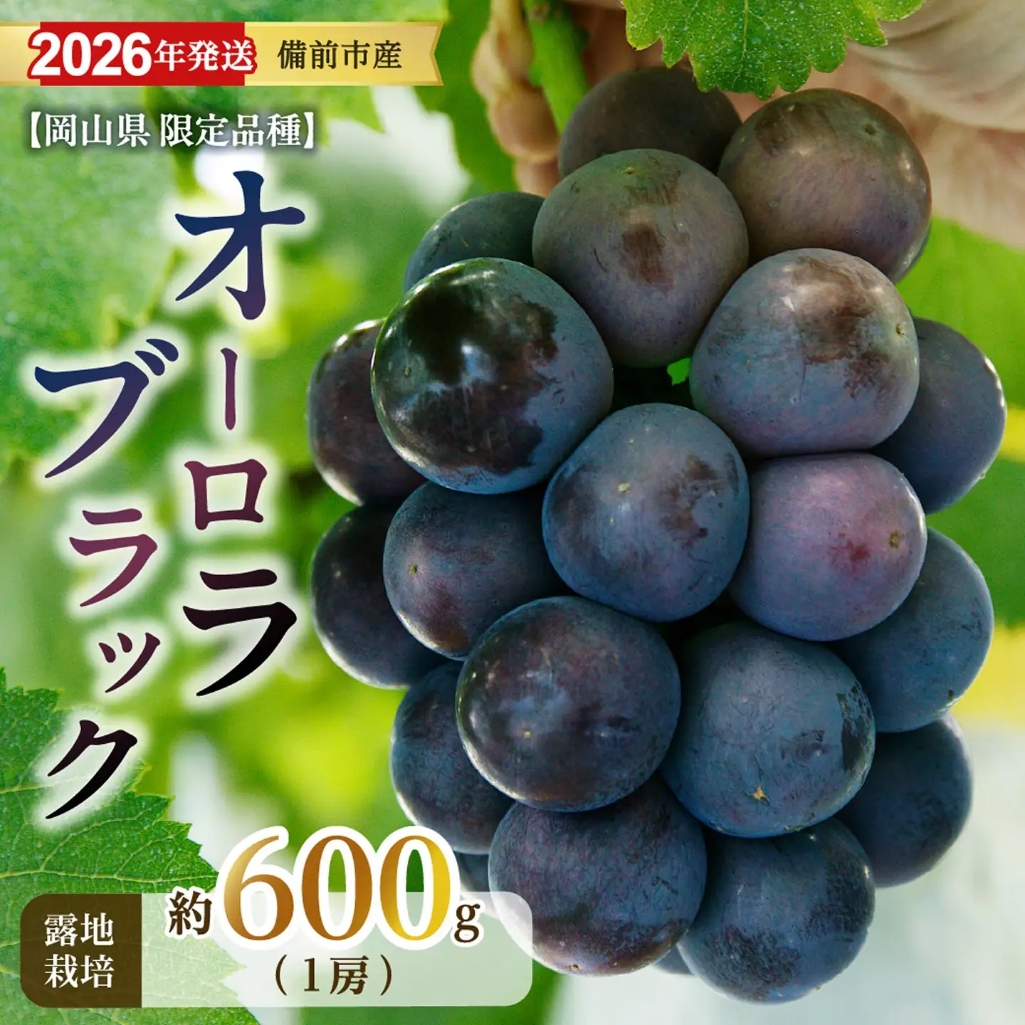 【2026年発送分　先行受付開始！】びぜん葡萄「オーロラブラック」（露地栽培）1房入（令和8年8月中旬～9月中旬頃発送）【葡萄 オーロラブラック】
