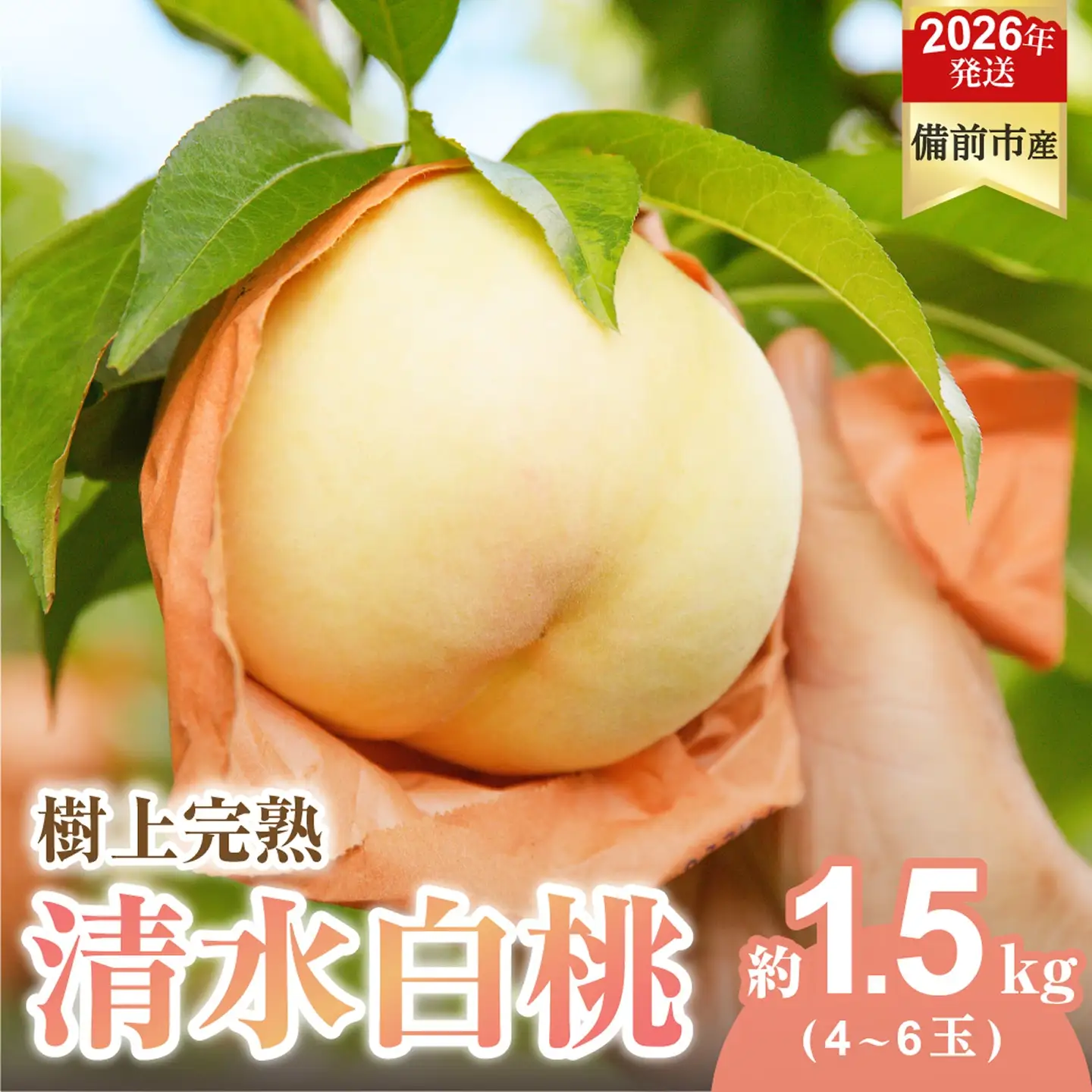 【2026年発送分　先行受付開始！】びぜん白桃　清水白桃　約1.5kg（令和8年7月上旬～7月中旬頃発送）