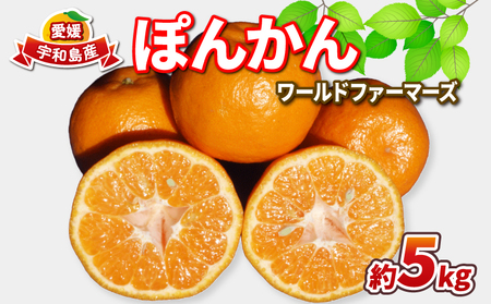 ぽんかん 5kg WF ぽんかん B010-024031