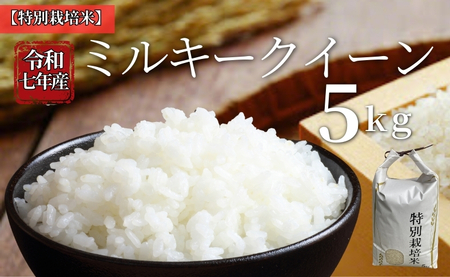 お米 令和7年産 5kg ミルキークイーン 特別栽培米  先行予約 【2025年10月以降発送】 精米 米 こめ コメ 白米 ごはん ライス 愛媛 伊予市｜C152