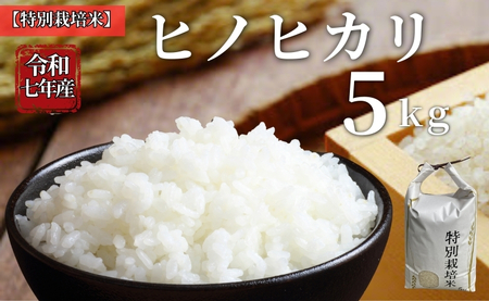 お米 令和7年産 5kg ヒノヒカリ 特別栽培米  先行予約  【2025年11月以降発送】 精米 米 こめ コメ 白米 ごはん ライス 愛媛 伊予市｜C149