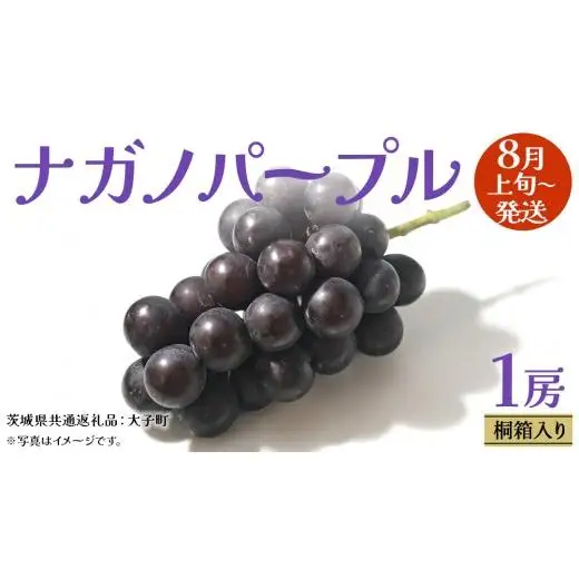 【 桐箱入り 】 ナガノパープル 1房 【2026年8月上旬発送開始】(茨城県共通返礼品：大子町)