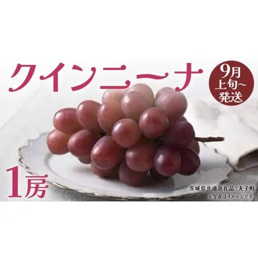 クインニーナ１房 【2026年9月上旬発送開始】(茨城県共通返礼品：大子町)