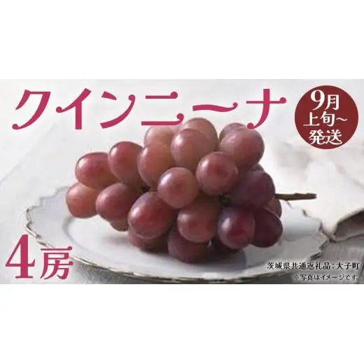 クインニーナ４房 【2026年9月上旬発送開始】(茨城県共通返礼品：大子町)