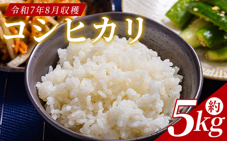 どぶろく工房香南 新米 コシヒカリ 約５㎏(令和7年8月収穫) db-0049