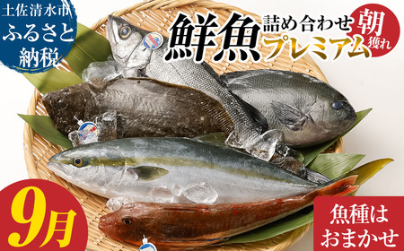 旬の朝獲れ鮮魚詰め合わせ（プレミアム）【2026年9月配送】【以布利定置網　漁師直送】朝獲れ 旬 鮮魚 魚介 海鮮 魚 さかな せんぎょ 鮮魚セット 詰め合わせ おまかせ お任せ【S00819-9】