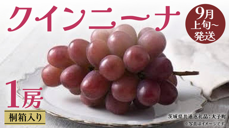 【 桐箱入り 】 クインニーナ１房 【2026年9月上旬発送開始】(茨城県共通返礼品：大子町)