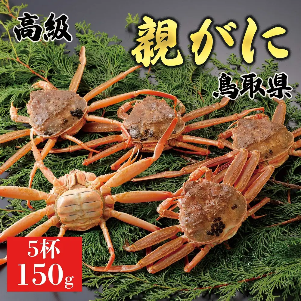 1062.【2026年12月発送】鳥取県産 特撰 親がに 姿【 セコガニ 】（なま）150g　5杯 | ズワイガニ ズワイガニ メス 蟹