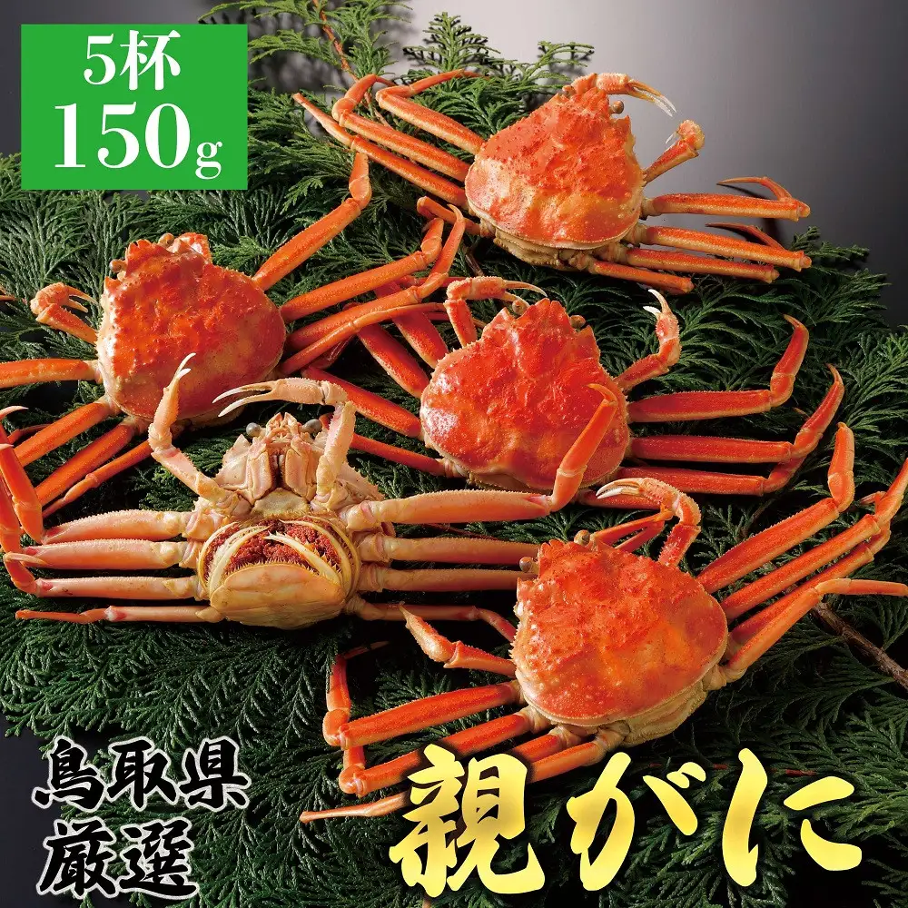 1062.【2026年12月発送】鳥取県産 特撰 親がに 姿【 セコガニ 】（茹）150g 5杯 | ズワイガニ ズワイガニ メス 蟹