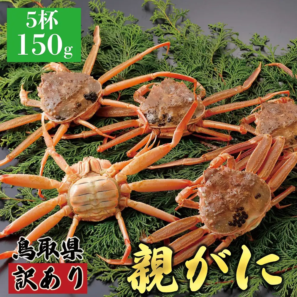 1068.【2026年12月発送】鳥取県産 特撰 親がに 姿【 セコガニ 】（なま）【訳あり】150g 5杯 | ズワイガニ ズワイガニ メス 蟹