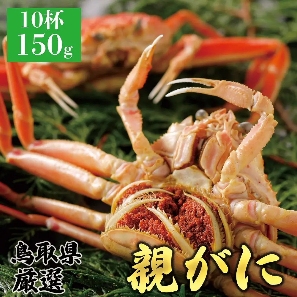 1064.【2026年12月発送】鳥取県産 特撰 親がに 姿【 セコガニ 】（茹）150g 10杯 | ズワイガニ ズワイガニ メス 蟹