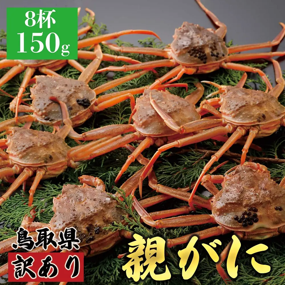 1069.【2026年12月発送】鳥取県産 特撰 親がに 姿【 セコガニ 】（なま）【訳あり】150g 8杯 | ズワイガニ ズワイガニ メス 蟹