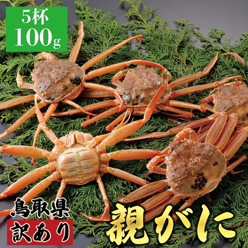 1071.【2026年12月発送】鳥取県産 特撰 親がに 姿【 セコガニ 】（なま）【訳あり】100g 5杯 | ズワイガニ ズワイガニ メス 蟹
