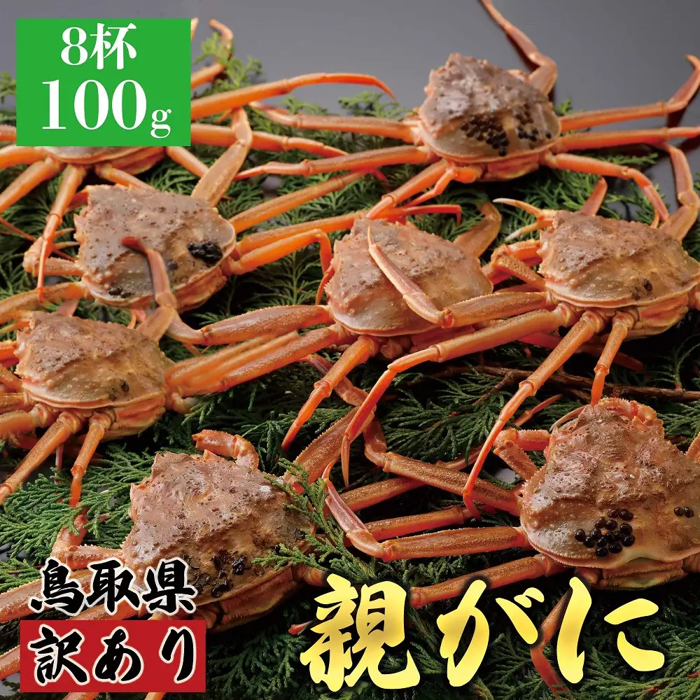 1072.【2026年12月発送】鳥取県産 特撰 親がに 姿【 セコガニ 】（なま）【訳あり】100g 8杯 | ズワイガニ ズワイガニ メス 蟹