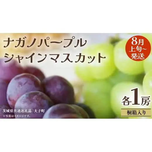 【 桐箱入り 】 ナガノパープル と シャインマスカット (各１房)【2026年8月上旬発送開始】(茨城県共通返礼品：大子町)