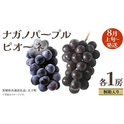 【 桐箱入り 】 ナガノパープル と ピオーネ  (各１房)【2026年8月上旬発送開始】(茨城県共通返礼品：大子町)