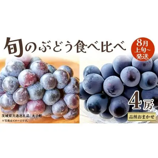 旬な ぶどう 食べ比べ 700g × 4房 【2026年8月上旬発送開始】(茨城県共通返礼品：大子町)