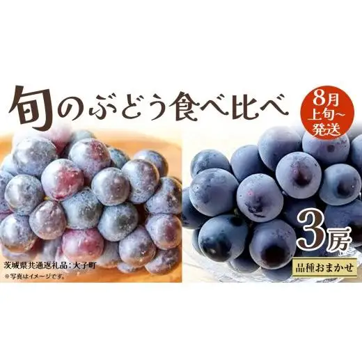 旬な ぶどう 食べ比べ 700g × 3房 【2026年8月上旬発送開始】(茨城県共通返礼品：大子町)