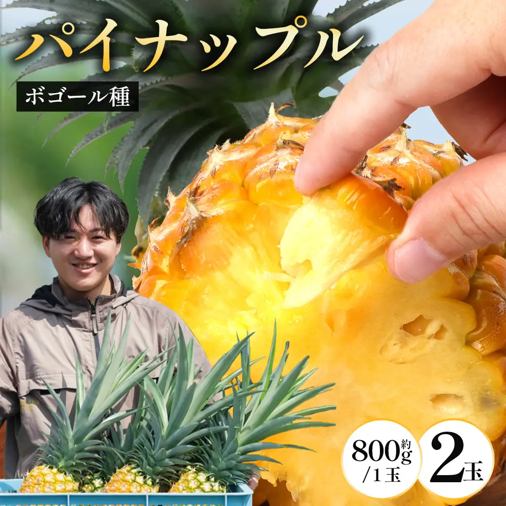 【先行受付】パイナップル/ボゴール種 (約800g×2玉) ≪2026年7月下旬以降順次発送≫ DS-004 ｜パイン パイナップル パインアップル フルーツ ボゴールパイン スナックパイン 産地直送 送料無料 鹿児島県 南大隅町 株式会社デラセーラ