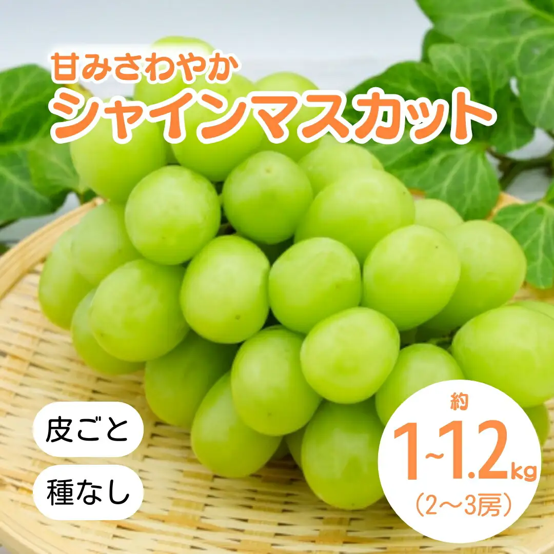 【2026年先行予約】シャインマスカット 約1kg~1.2kg(2~3房)｜ シャインマスカット