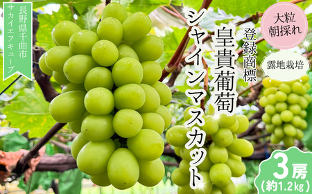 【2026年先行予約】シャインマスカット 露地栽培 秀品(特大粒) 3房入り(約1.2kg)| シャインマスカット
