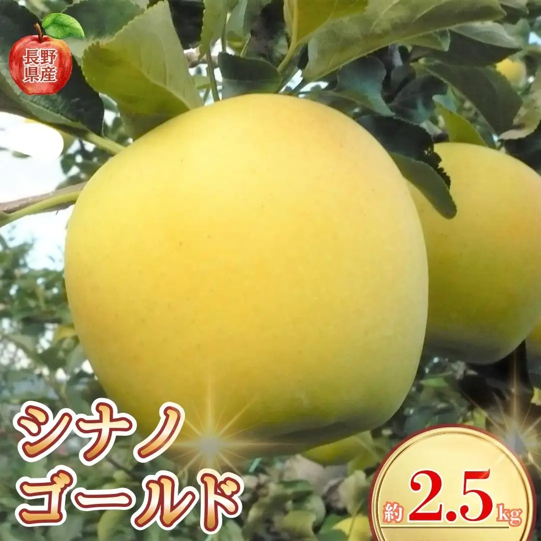 【2026年先行予約】長野県産りんご シナノゴールド(長野県オリジナル品種)  約2.5kg｜りんご