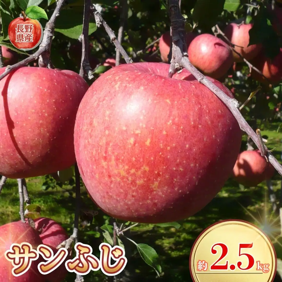 【2026年先行予約】長野県産りんご サンふじ 約2.5kg｜りんご