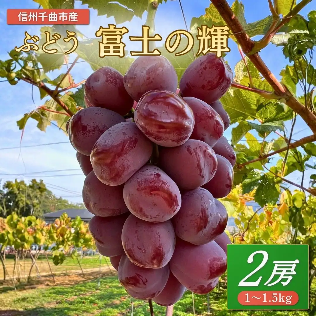 【2026年先行予約】ぶどう 富士の輝 約1~1.5kg（2房）｜ ぶどう