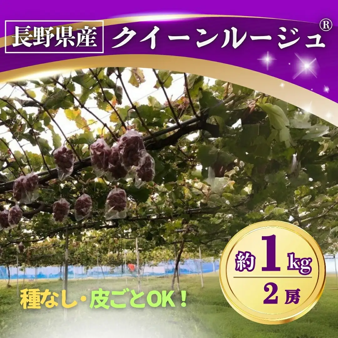 【2026年先行予約】ぶどう クイーンルージュ® 約1kg(2房) 長野県オリジナル品種｜ぶどう