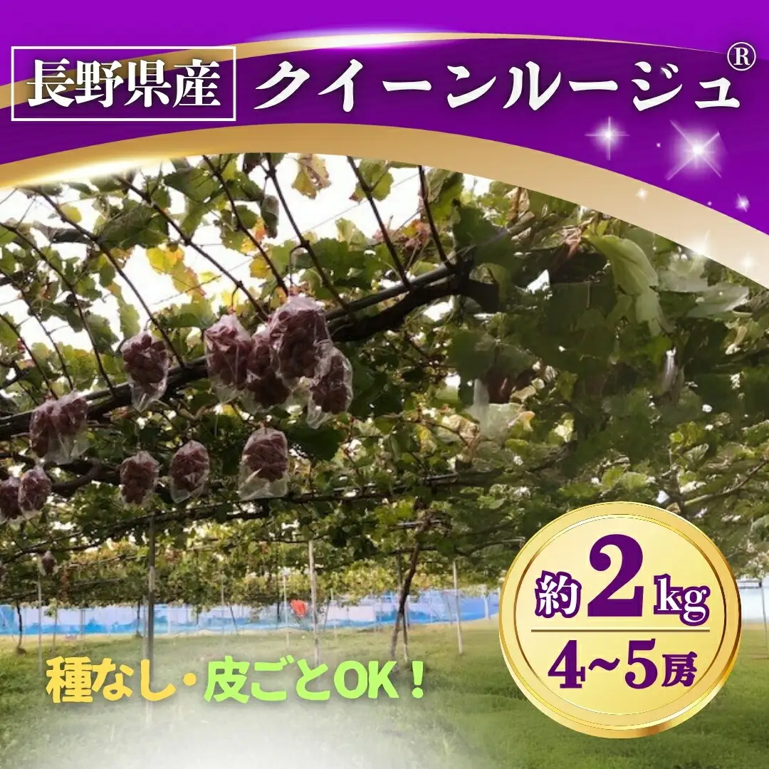 【2026年先行予約】ぶどう クイーンルージュ® 約2kg(4~5房) 長野県オリジナル品種｜ ぶどう