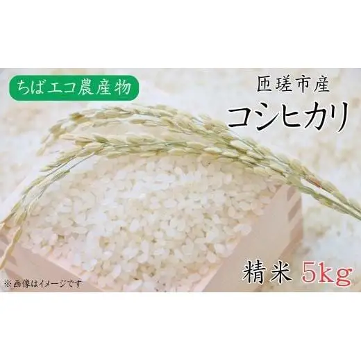 令和7年産　コシヒカリ　精米　5kg ／ 米 こめ コメ お米 ごはん コシヒカリ 精米 白米 5kg ちばエコ ちばエコ農産物 産地直送