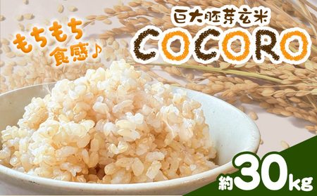 巨大胚芽米COCORO 玄米 約30kg【配送不可地域あり】 (離島) ドリームクリエイト早瀬農産 早瀬亨《2026年10月中旬-11月中旬頃出荷》 岡山県 浅口市 岡山県産 米 コメ こめ 玄米 送料無料