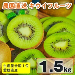 【先行予約】 家庭用 キウイフルーツ ヘイワード 約1.5kg 愛媛県産 【11月下旬から2月中旬頃発送予定】 【MCF0171】