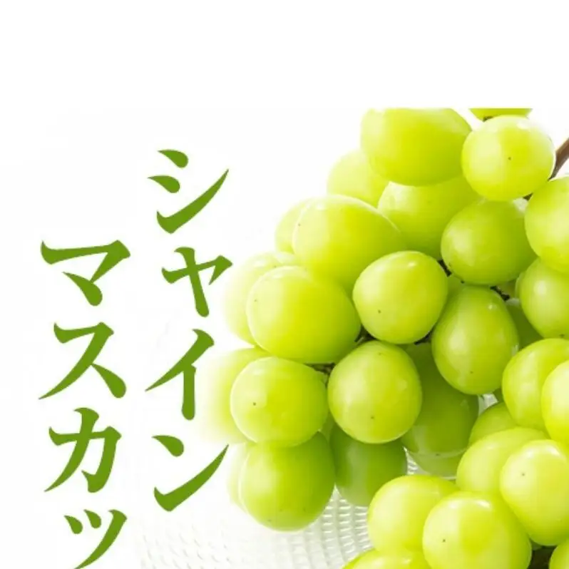 【2026年9月～発送】シャインマスカット約2kg 4～6房 長野県産