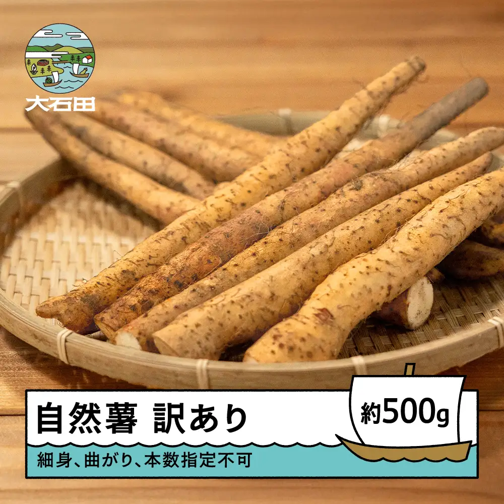 雪国育ちの自然薯 ご家庭用 約500g 訳あり oz-ziwxx500
