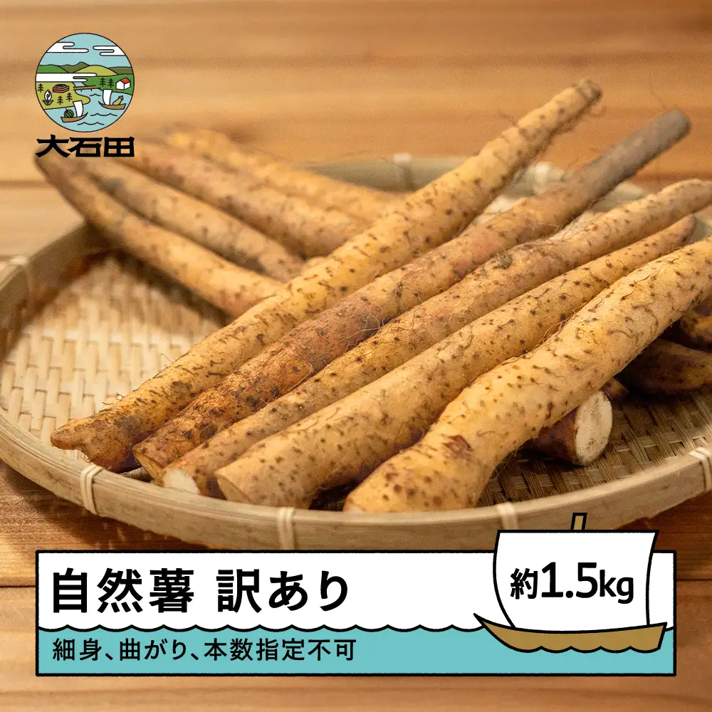 雪国育ちの自然薯 ご家庭用 約1.5kg 訳あり oz-ziwxx1500