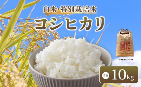 コシヒカリ 10kg 令和8年産 米 白米 コシヒカリ 滋賀県