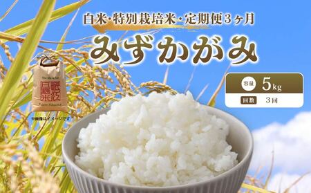 みずかがみ 5kg 定期便 3ヶ月 令和8年産 米 白米 みずかがみ 滋賀県