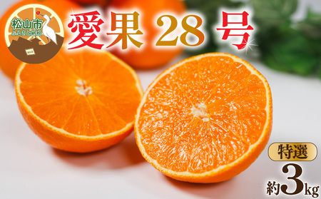 【紅まどんなと同品種】【特選】愛果28号 約3kg まどんな 【2026年12月中旬頃から順次発送】【KNN002】