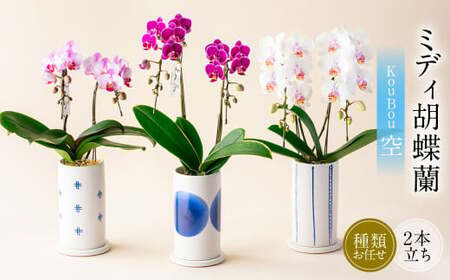 ミディ 胡蝶蘭 KouBou 空 2本立ち 1個 花 お花 植物 蘭 洋蘭 ラン インテリア  アレンジ アレンジメント 鑑賞 観賞用 贈答用