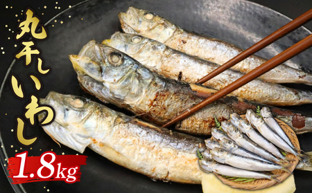 いわしの丸干し  約 1.8kg   【イワシ】