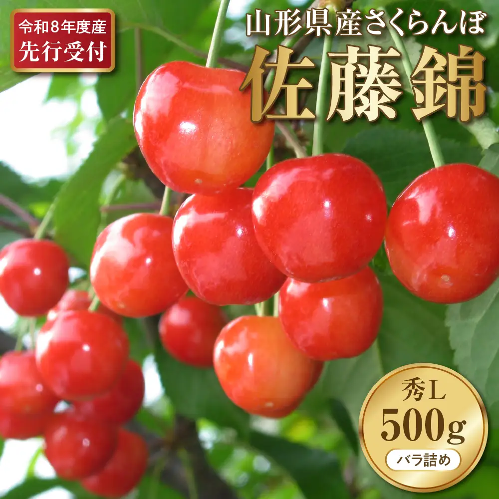 さくらんぼ 佐藤錦 500g 秀品 先行予約 令和8年産 さくらんぼ